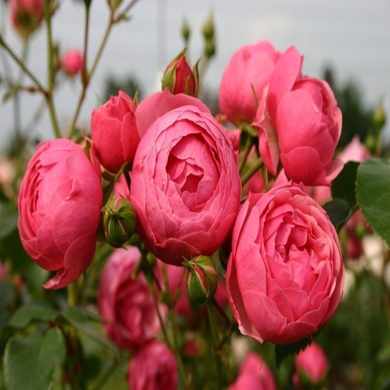 Tüplü Multi Goncalı Özel Kokulu Pomponella Pembe Yediveren Kokulu Gül Fidanı