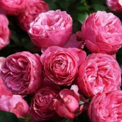 Tüplü Multi Goncalı Özel Kokulu Pomponella Pembe Yediveren Kokulu Gül Fidanı