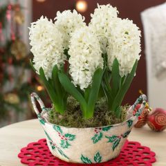 Hyacinthus White King Sümbül Soğanı (3 adet)