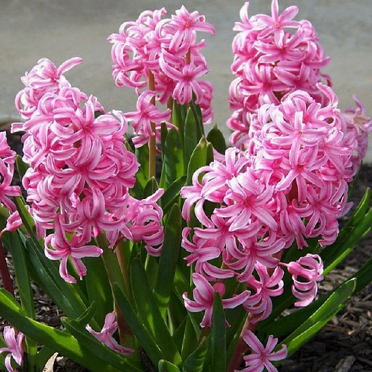 Hyacinthus Anna Marie Sümbül Soğanı (3 adet)