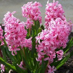 Hyacinthus Anna Marie Sümbül Soğanı (3 adet)