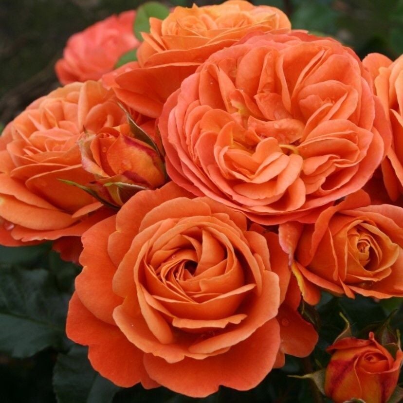 Tüplü Multi Goncalı Yer Örtücü Yayılıcı Phoenix Kokulu Yediveren Kokulu Gül Fidanı