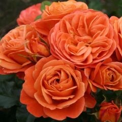 Tüplü Multi Goncalı Yer Örtücü Yayılıcı Phoenix Kokulu Yediveren Kokulu Gül Fidanı