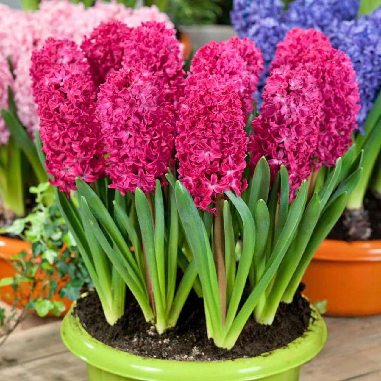 Hyacinthus Jan Boss Sümbül Soğanı (3 adet)
