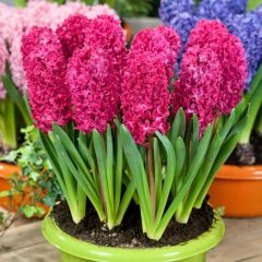 Hyacinthus Jan Boss Sümbül Soğanı (3 adet)