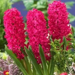 Hyacinthus Jan Boss Sümbül Soğanı (3 adet)
