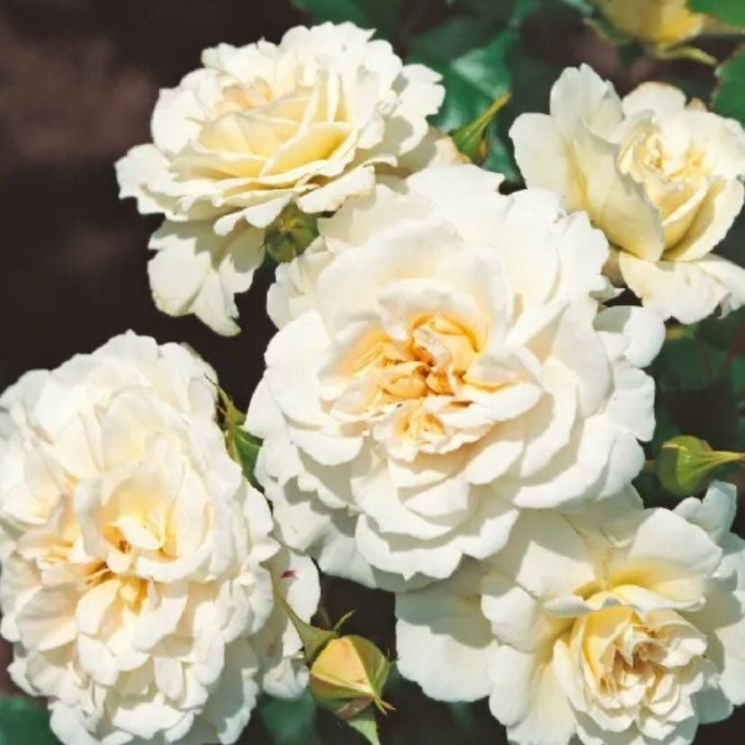 Tüplü Multi Goncalı Yer Örtücü Yayılıcı Petticoat Yediveren Kokulu Gül Fidanı