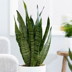 Saksılı Sansevieria Zeylanica Yeşil Beyaz Çizgili Paşa Kılıcı Fidanı