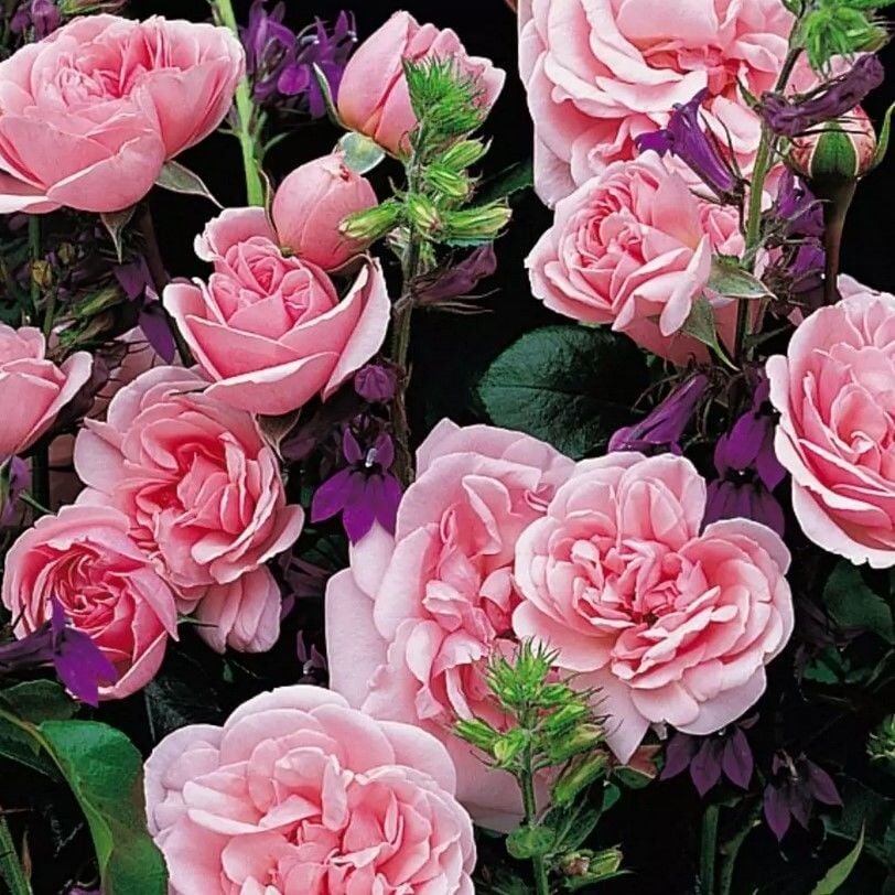 Tüplü Koleksiyonluk Yediveren Home Garden Yer Örtücü Multi Goncalı Gül Fidanı