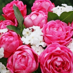 Tüplü Kordes Mon Petit Chou Yediveren Kokulu Gül Fidanı