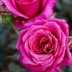 Tüplü Aşılı Lolly Koyu Pembe Yoğun Parfüm Kokulu Yediveren Gül Fidanı