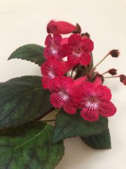 Koleksiyonluk Ni's Kiira Kohleria Japon Küpelisi Çiçeği Fidesi (Mini Potta)