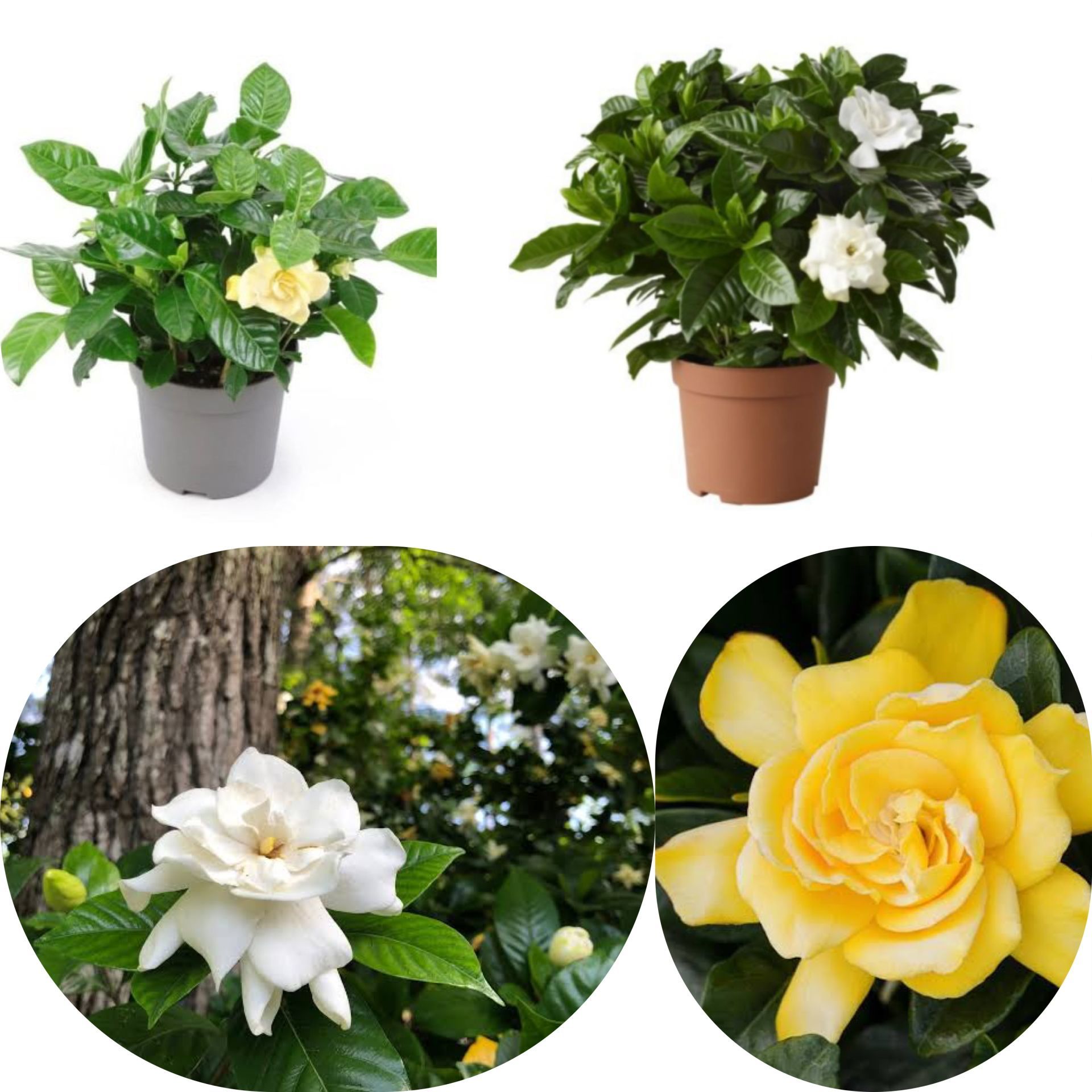 Mixed Yoğun Kokulu Gardenya Karışık Renkli Çiçekli Gardenya Fidesi Paper Potta (5 adet)