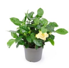 Yoğun Kokulu Gardenya Sarı Çiçekli Gardenya Fidesi Paper Potta (5 adet)