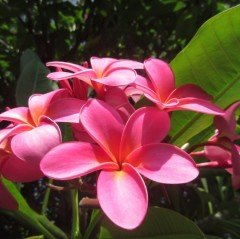 Tüplü Nadir Bulunan Pembe Plumeria Amerikan Fulu Fidanı (80-180cm)