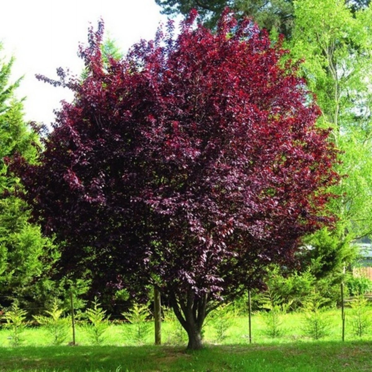 Tüplü Süs Eriği Fidanı 150-200 cm
