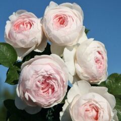 Tüplü Koleksiyonluk Yediveren Yoğun Kokulu Herzogin Christia Fidanı