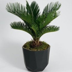 Saksıda Tüplü Sikas Fidanı (40-70 cm)