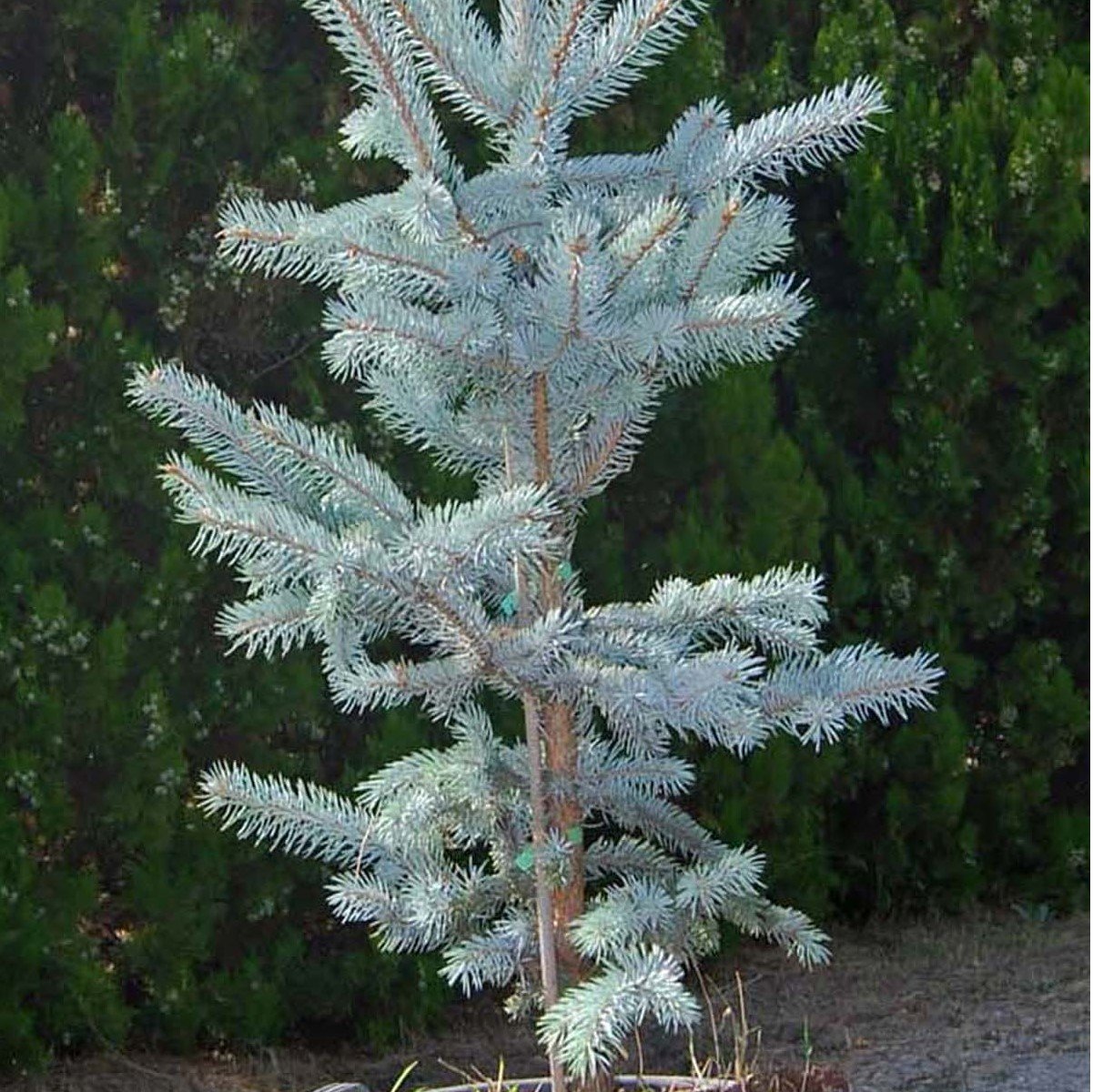 Picea Glauca Beyaz Ladin Tohumu (10 Tohum)