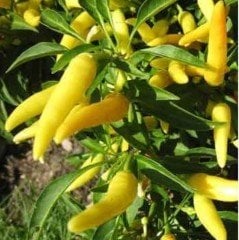 Doğal Çok Acı Sarı Süs Biberi Fidesi (5 adet)