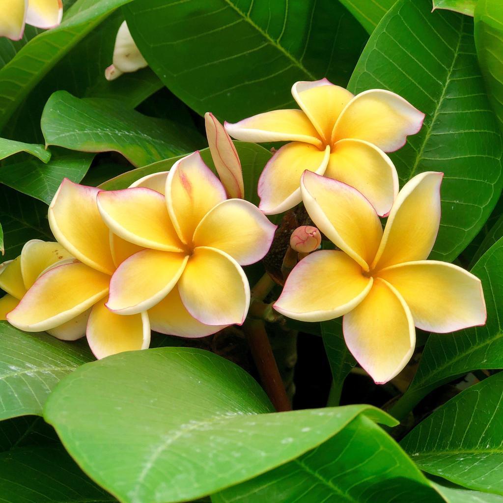 Tüplü Hoş Kokulu Sarı Plumeria Amerikan Fulu Fidanı (90-190 cm)