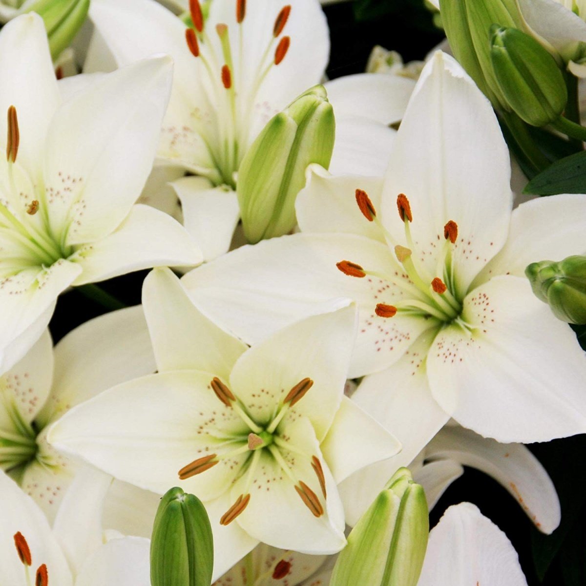 Belem Lilium Zambak Çiçeği Soğanı (2 adet)