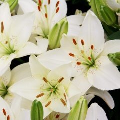 Belem Lilium Zambak Çiçeği Soğanı (2 adet)
