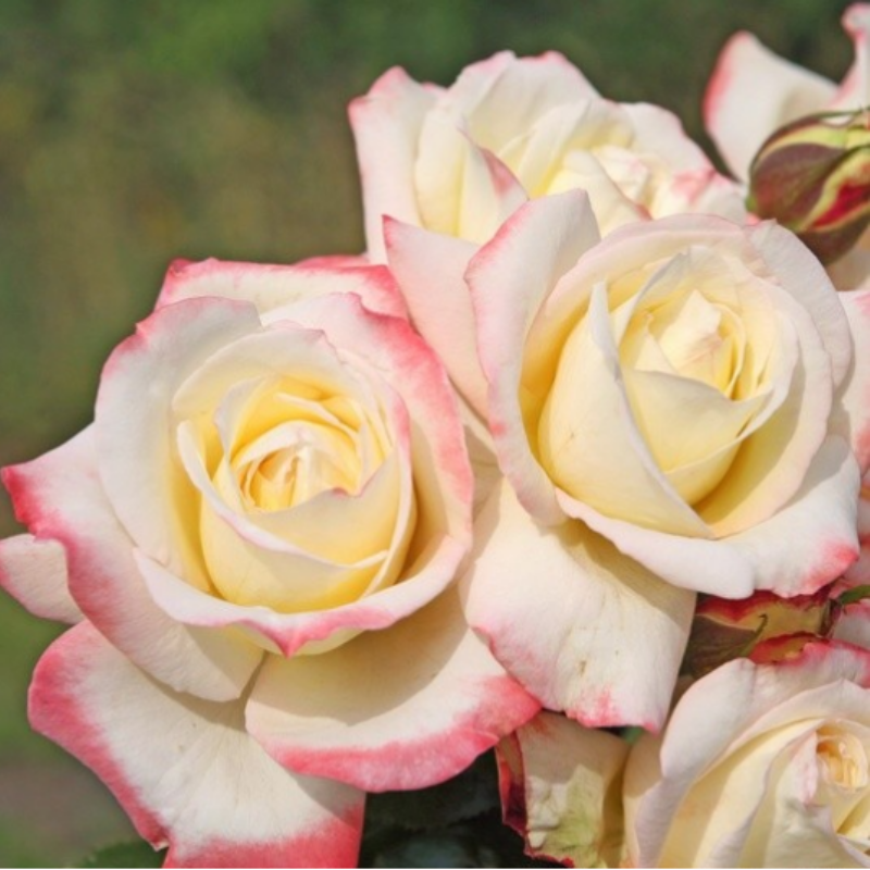 Tüplü Yediveren Athena Kokulu Gül Fidanı