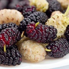 Tüplü Yediveren Siyah Avustralya ve Ayaş Beyaz Dut Fidanı (Çift Aşı Nadir Tür)