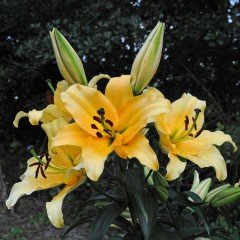 Corcovado Lilium Zambak Çiçeği Soğanı (2 adet)