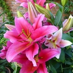 Lake Carey Lilium Zambak Çiçeği Soğanı (2 adet)