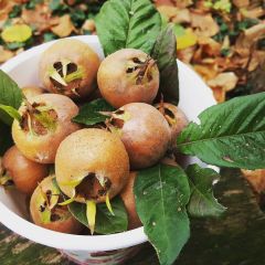 Tüplü Leziz Jumbo Döngel Muşmula Fidanı (120-180 cm)