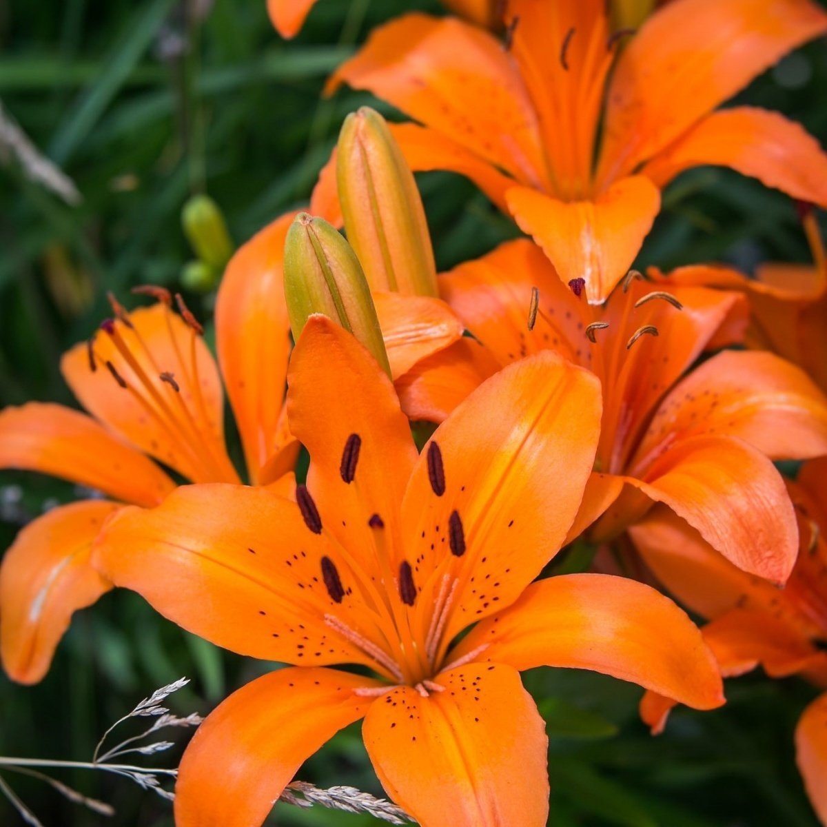 Orange Pixie Lilium Zambak Çiçeği Soğanı (2 adet)