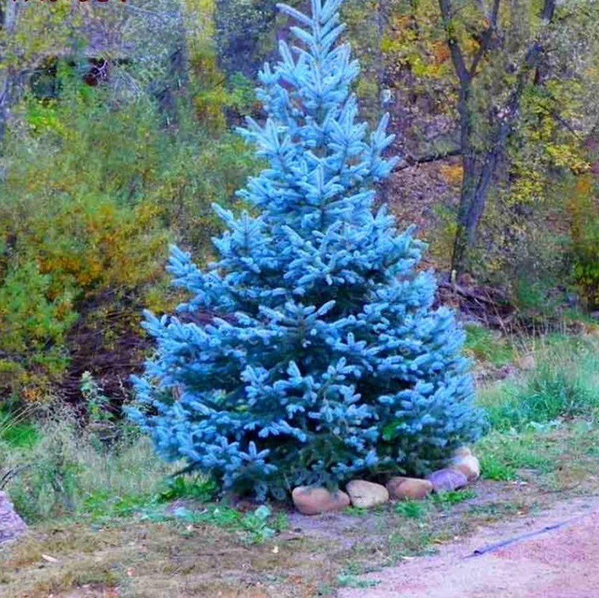 Tüplü Aşılı Hopsi Mavi Ladin Fidanı (40-60 cm) (5 Adet)