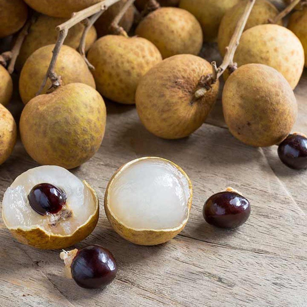 Tüplü Small Ball Longan Meyve Fidanı