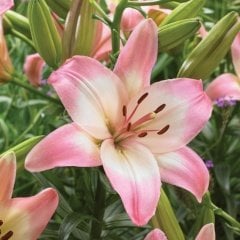 Sorocaba Lilium Zambak Çiçeği Soğanı (2 adet)
