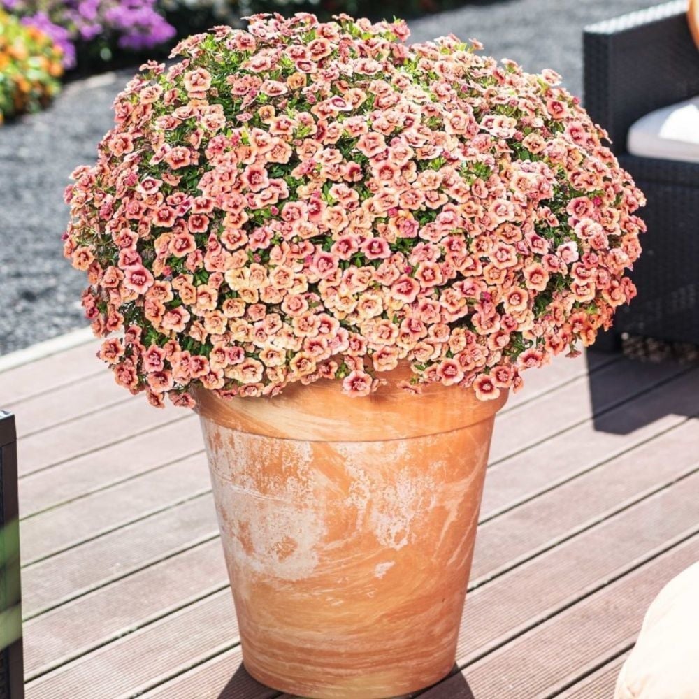Calita Katmerli Double Apricot Milyonlar Çanı Calibrochoa Çiçeği Fidesi (10 adet)