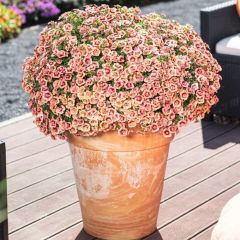 Calita Katmerli Double Apricot Milyonlar Çanı Calibrochoa Çiçeği Fidesi (10 adet)