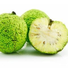 Tüplü Özel Tür Maclura pomifera Yalancı Portakal (Ayı Portakalı) Fidanı