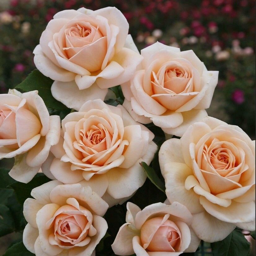 Tüplü Yediveren Hybrid Tea Apricot Fc Multi Goncalı Masal Gülü Fidanı
