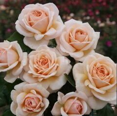 Tüplü Yediveren Hybrid Tea Apricot Fc Multi Goncalı Masal Gülü Fidanı