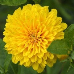 Dahlia Çiçekli İsabellina Zinya Çiçeği Tohumu(40 tohum)