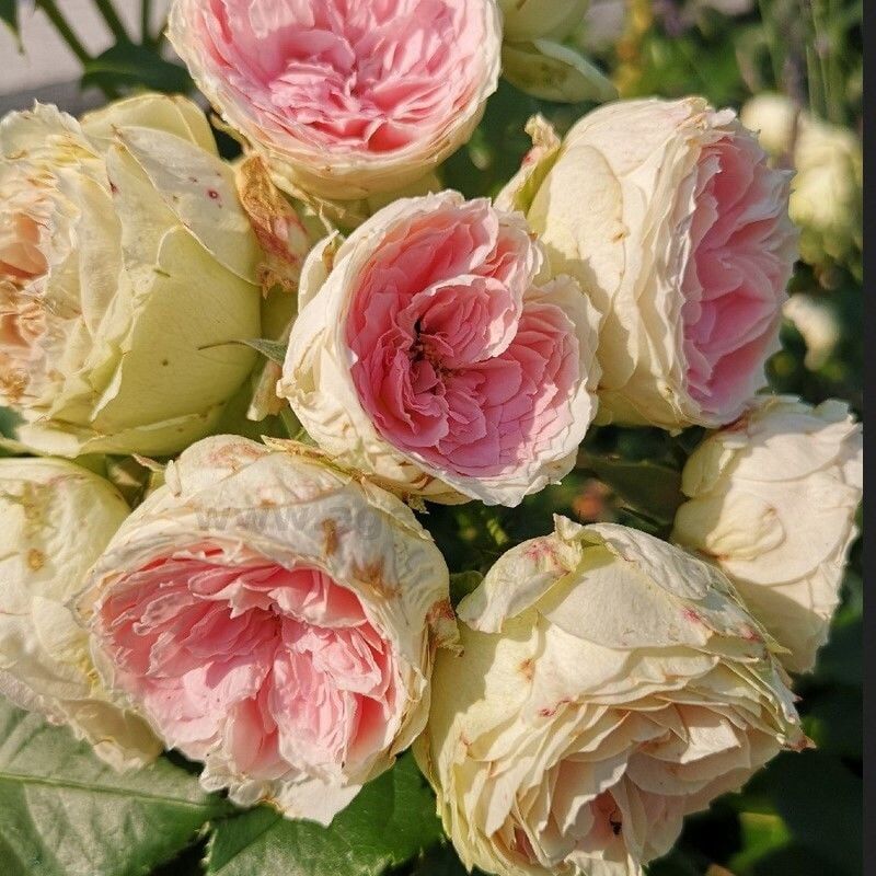 Tüplü Yediveren Hybrid Tea Pompon Multi Goncalı Masal Gülü Fidanı