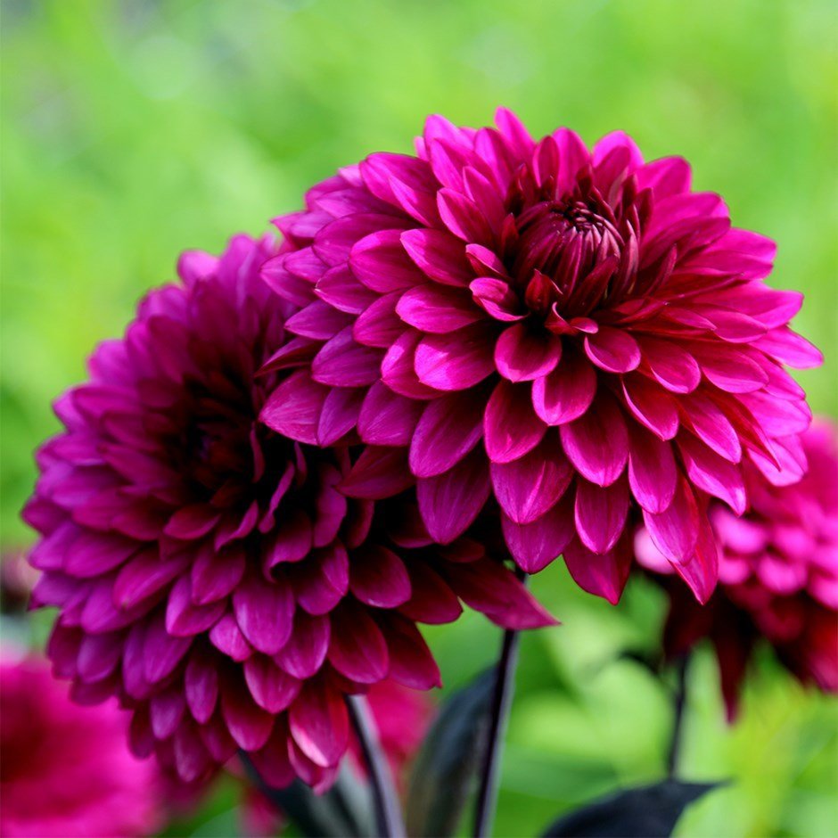 Dahlia Çiçekli Violet Quen Zinya Çiçeği Tohumu(40 tohum)