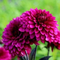 Dahlia Çiçekli Violet Quen Zinya Çiçeği Tohumu(40 tohum)