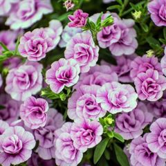 Calita Katmerli Double Pink Milyonlar Çanı Calibrochoa Çiçeği Fidesi (10 adet)