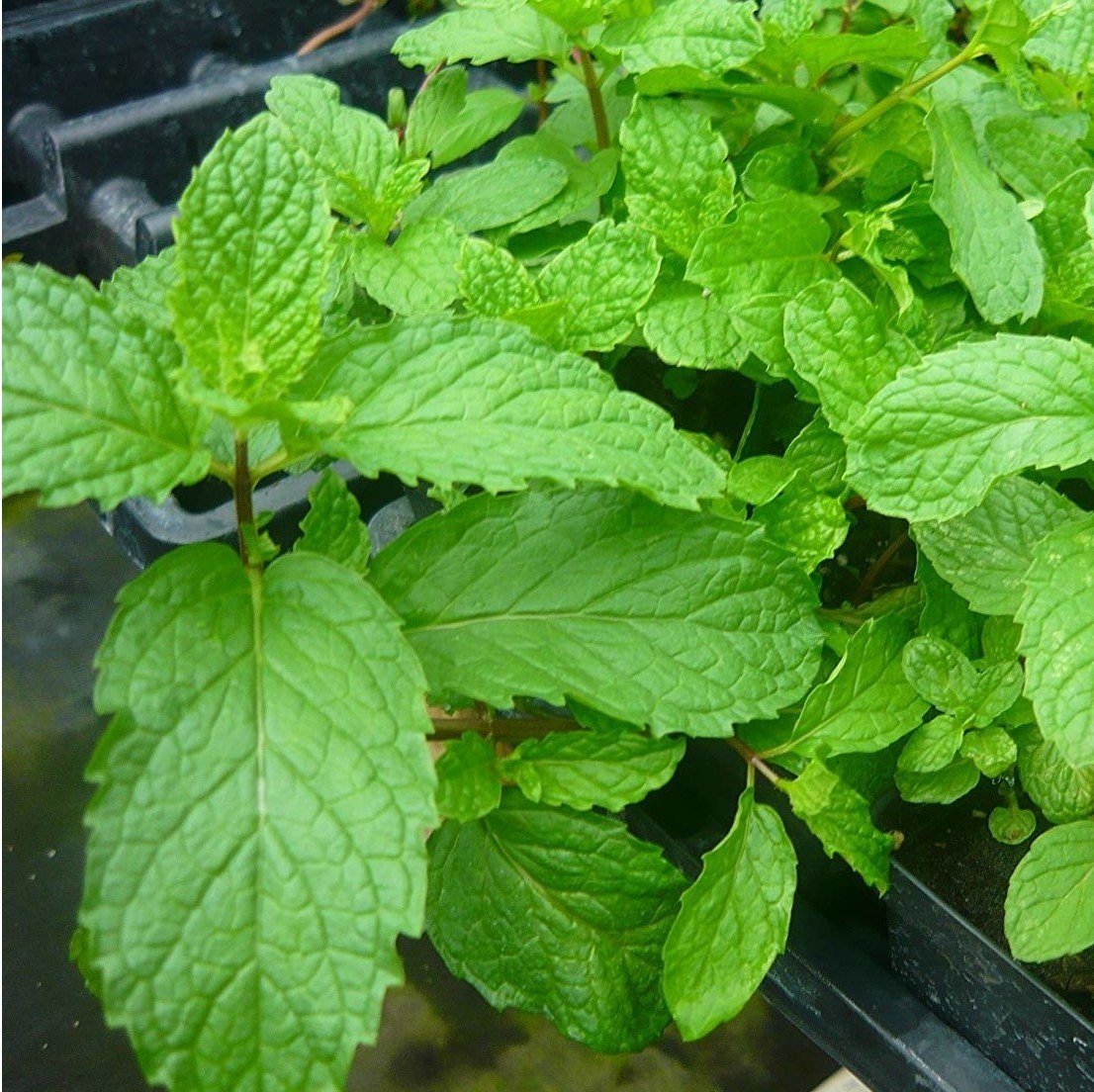 Limon Kokulu Swiss Nane Fidesi (5 adet)