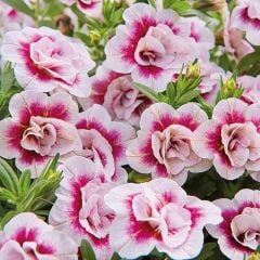 Calita Katmerli Double Rose Bicolor Milyonlar Çanı Calibrochoa Çiçeği Fidesi (10 adet)