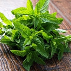 Greyfurt Kokulu Nane Fidesi (5 adet)