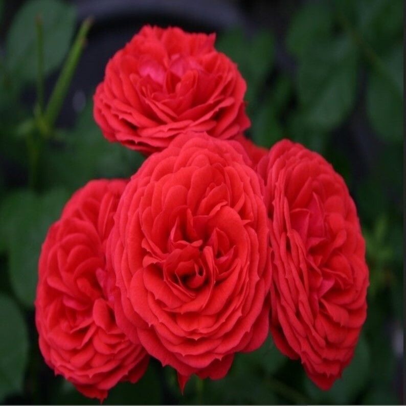 Tüplü Crimson Fc Multi Goncalı Yediveren Masal Gül Fidanı